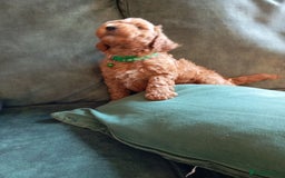 Cockapoo dogs for sale: Beautiful family of cockerpoos - Image 21
