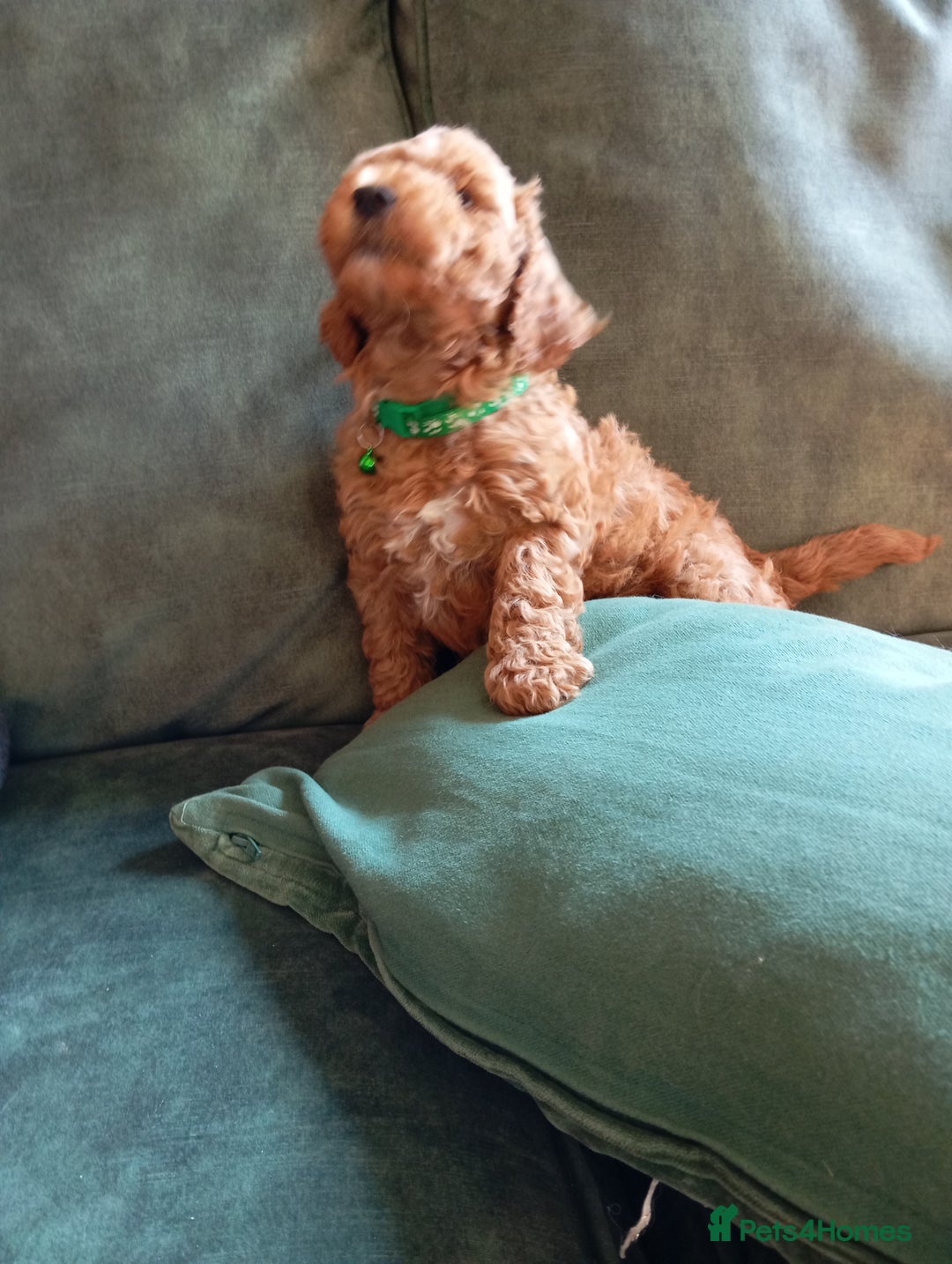 Cockapoo dogs for sale: Beautiful family of cockerpoos - Image 21
