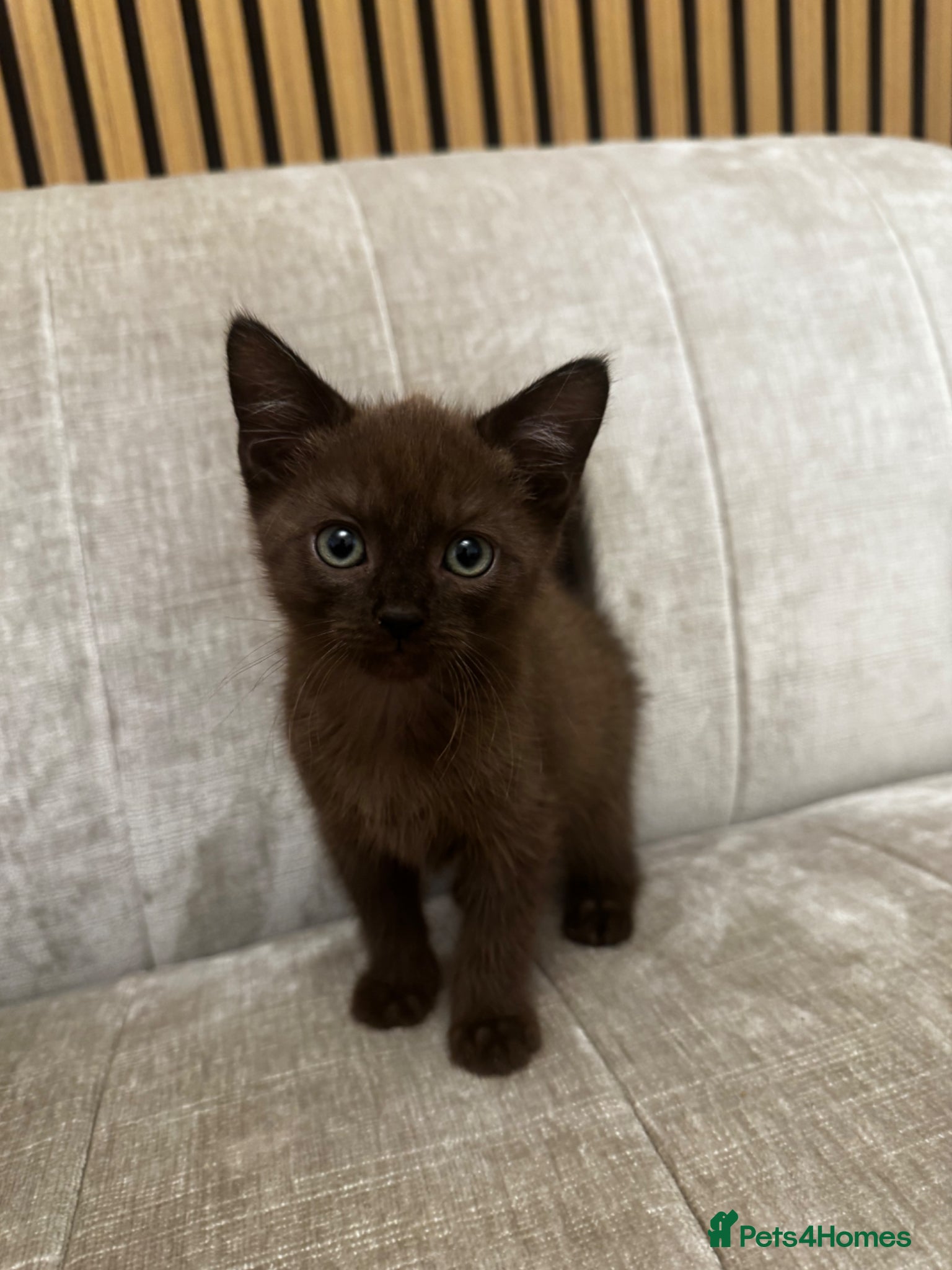 Mixed Breed Kitten 2