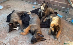 Mixed Breed dogs for sale: Belgian malinois x German shepherd puppies - Image 7