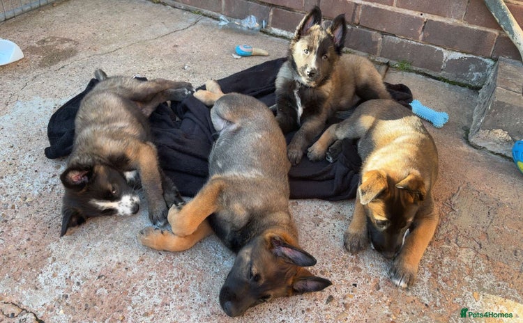 Mixed Breed dogs - Advert 3