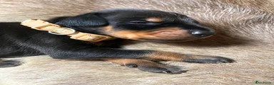Dobermann 12