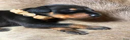 Dobermann dogs for sale: KC REGISTERED DOBERMAN PUPS - Advert 29