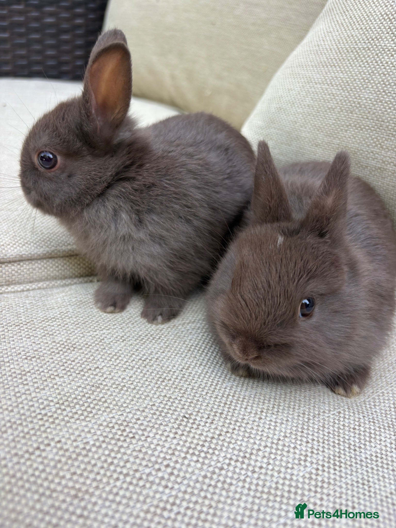 Netherland Dwarf rabbits  AVAILABLE NOW MIXED Netherland Dwarf litters  - Advert 13