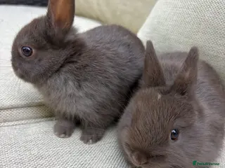 Netherland Dwarf rabbits AVAILABLE NOW MIXED Netherland Dwarf litters - Advert 13