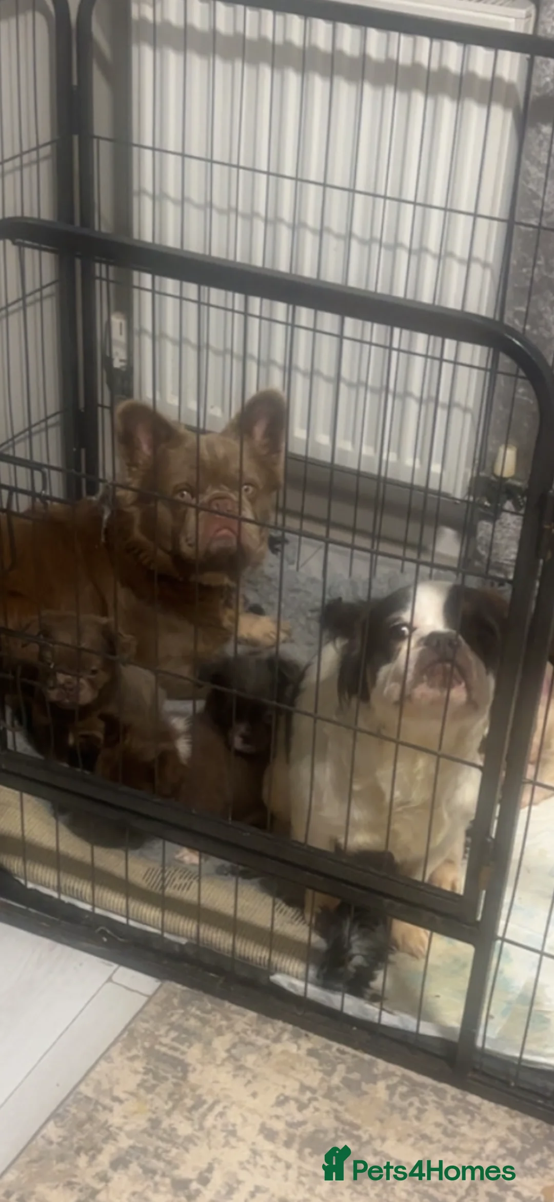 French Bulldog dogs for sale: Visual Fluffy Isabella French Bulldogs🐻 in Dronfield - Advert 15