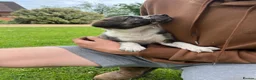 Mixed Breed dogs for sale: Border collie x lurcher puppies merle - Advert 5