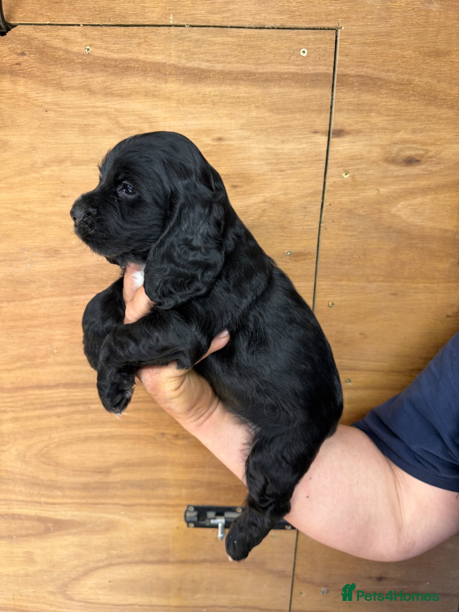 Cocker Spaniel dogs for sale: 5 Gorgeous Chunky Show Type Cocker Spaniels  - Advert 7