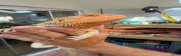 Bearded Dragon reptiles for sale: Bob the bearded dragon - Advert 2