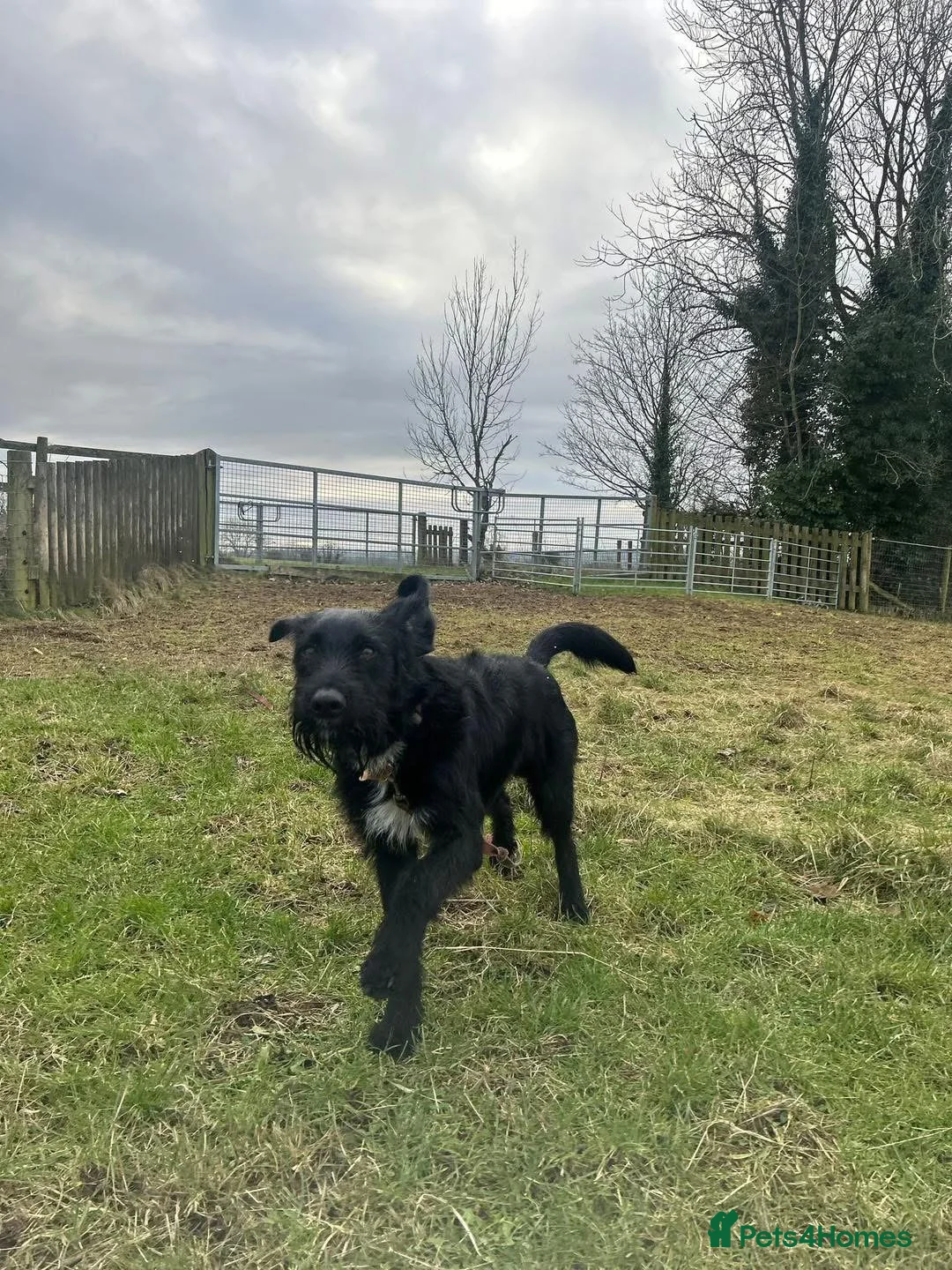 Labradoodle dogs for stud: F1b Miniature Labradoodle (Fully Health Tested) - Advert 26