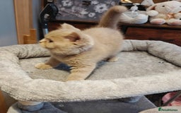 British Shorthair cats for sale: Fawn male Shorthair Tica  - Image 14
