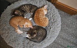 Mixed Breed cats for sale: Playful Bengal Kittens - Advert 6