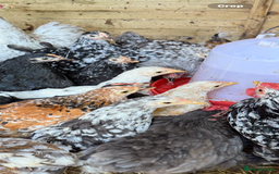 Chickens poultry for sale: Pekin bantams  - Image 6