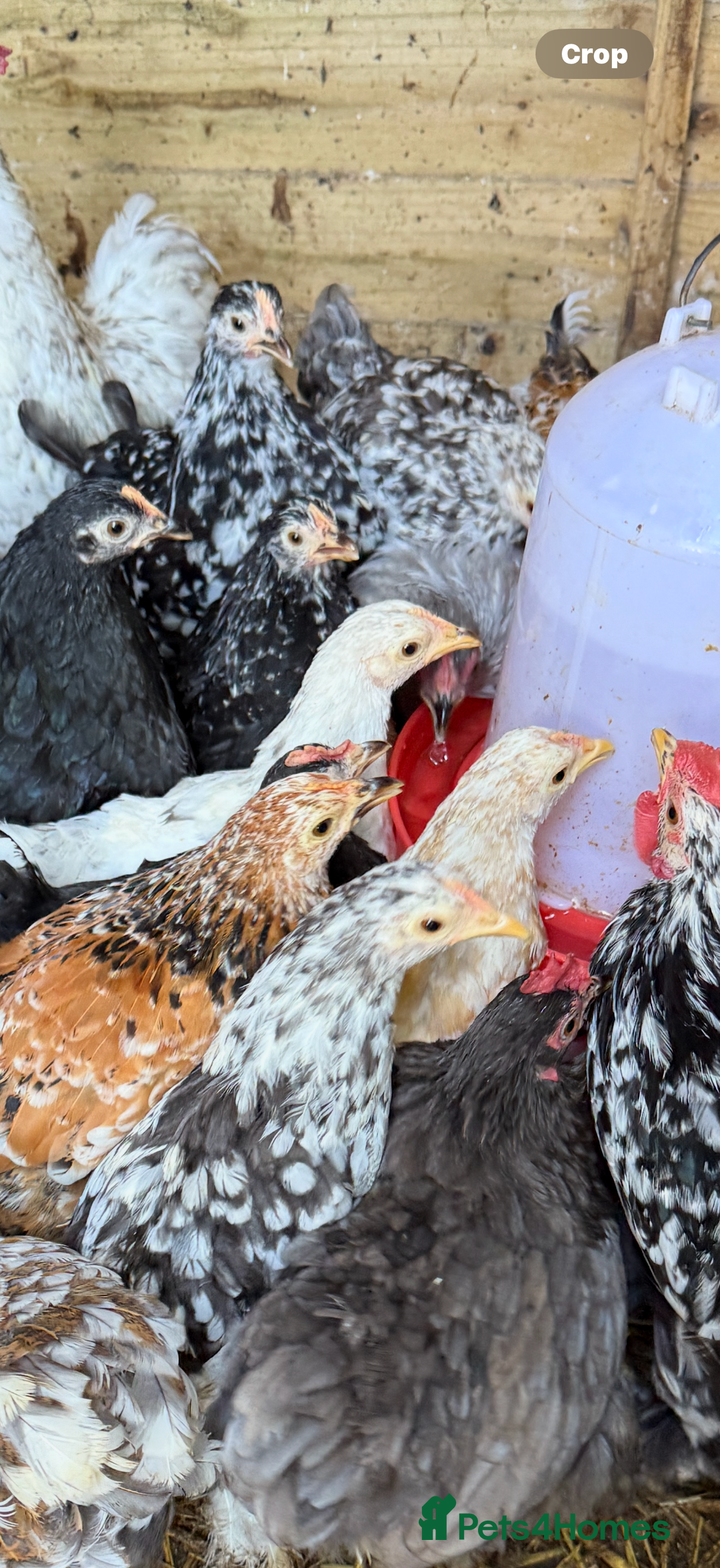 Chickens poultry for sale: Pekin bantams  - Image 6