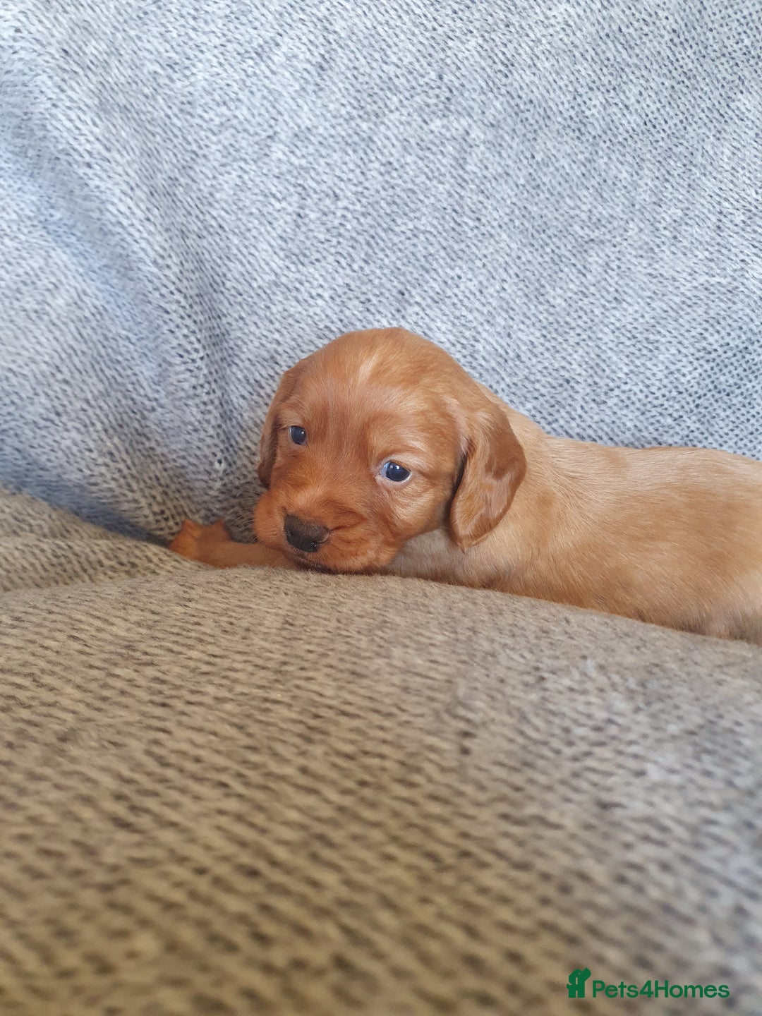 Cocker Spaniel dogs for sale: KC Registered Working Cocker Spaniel  - Advert 12