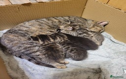 British Shorthair cats for sale: Very cute female kitten  - Image 2