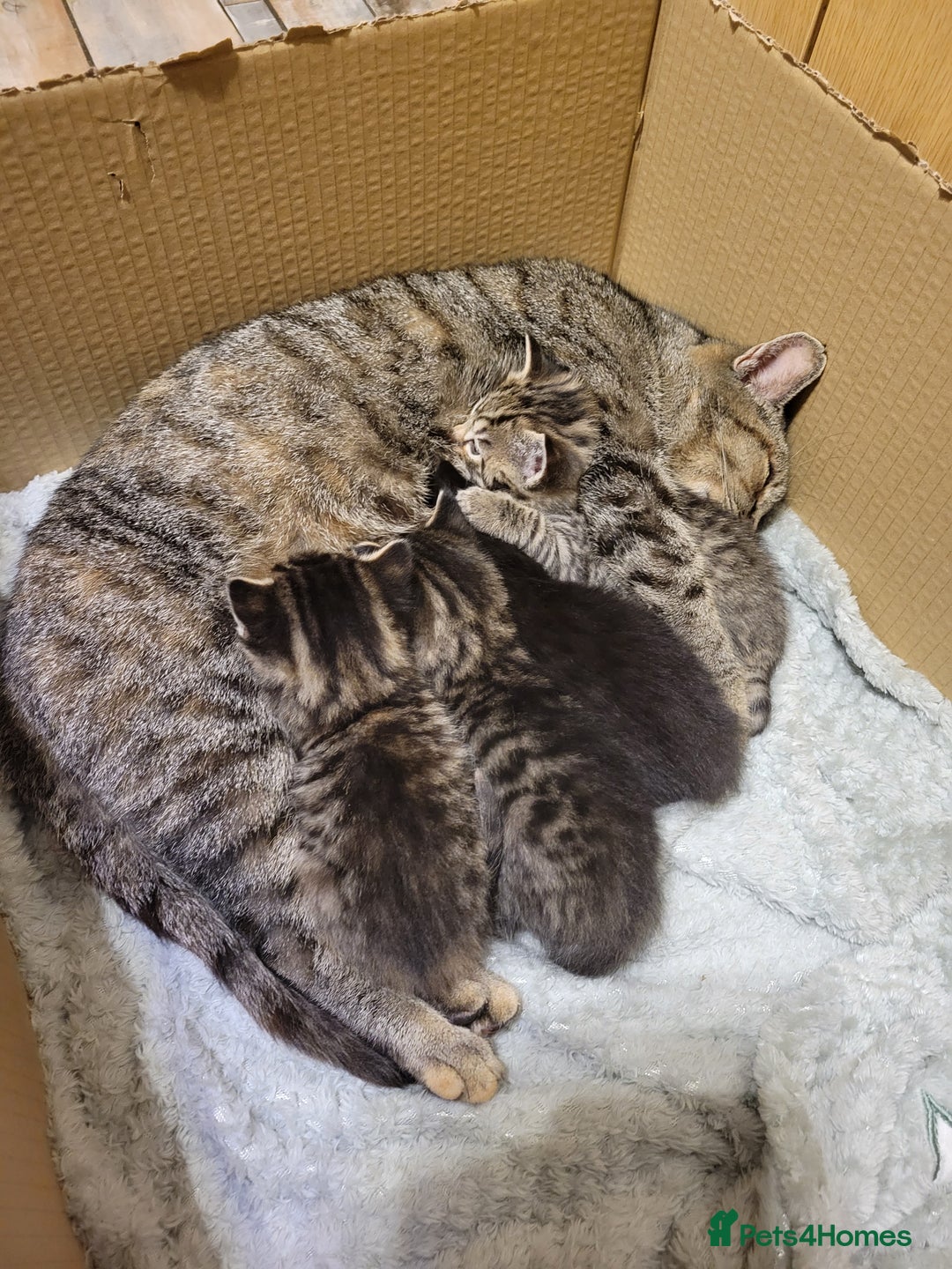 British Shorthair cats for sale: Very cute female kitten  - Image 2