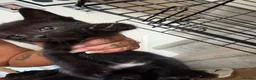 Mixed Breed cats for sale: Beautiful kittens - Advert 2