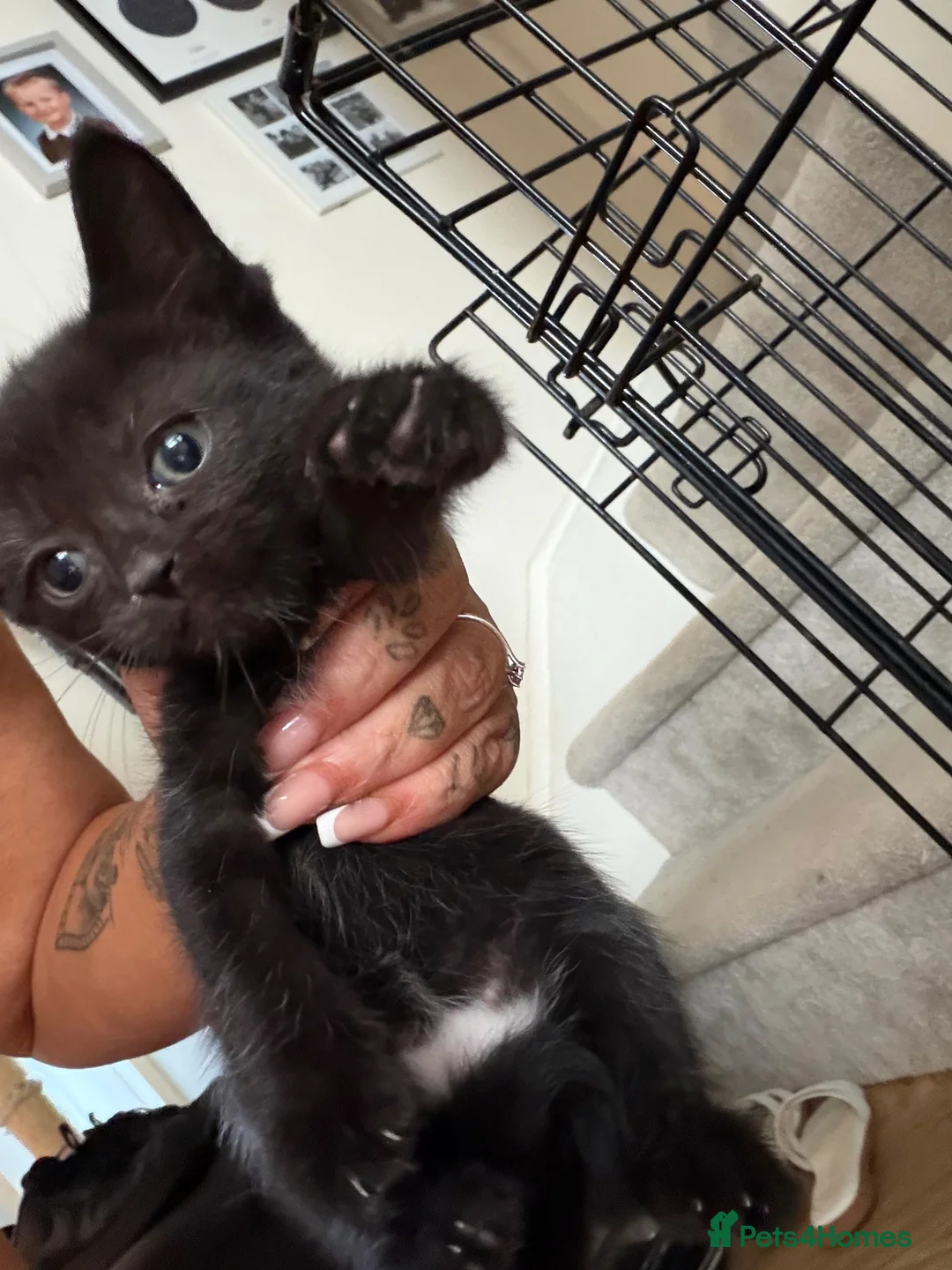 Mixed Breed cats for sale: Beautiful kittens - Advert 2