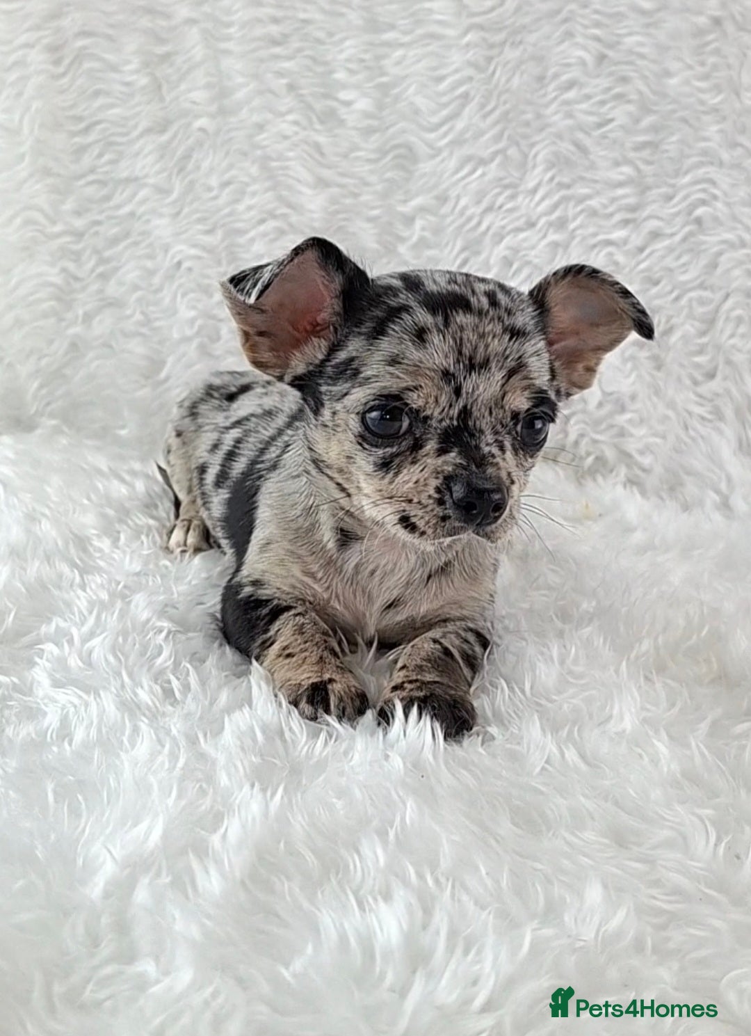 Chihuahua dogs  💙 REDUCED 💙Tiny Chihuahua Puppies  - Advert 2