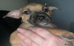 Mixed Breed dogs for sale: 6 French bulldog x jack russel pups for sale - Image 3
