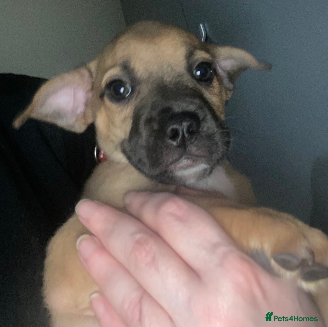 Mixed Breed dogs for sale: 6 French bulldog x jack russel pups for sale - Image 3