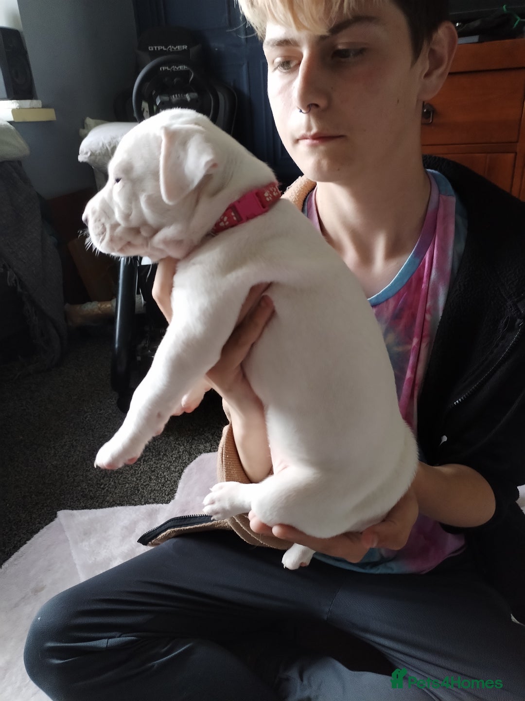 American Bulldog dogs for sale: 4 gorgous pups - Image 7