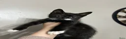 Mixed Breed cats for sale: 3 playful kittens  - Advert 19