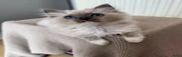 Ragdoll cats for sale: Purebred champion blood line ragdolls - Advert 3