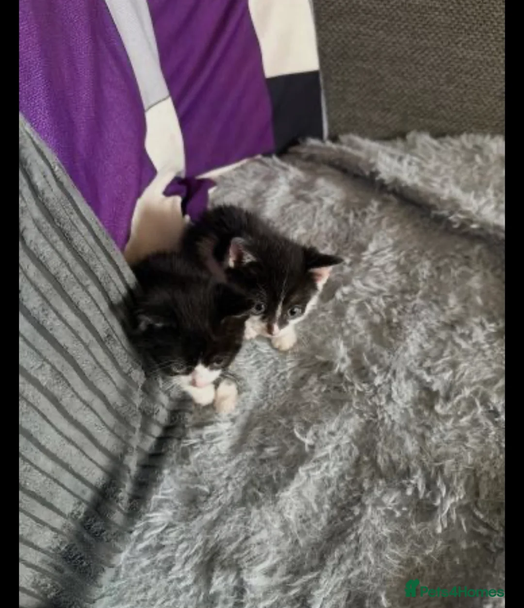 Mixed Breed cats for sale: 2 male kittens black and white 5 weeks old - Advert 2