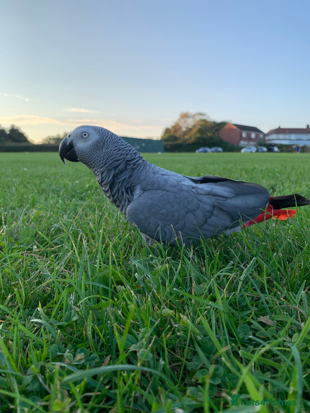 Parrots birds for sale: Our 2 loving African greys  - Advert 24