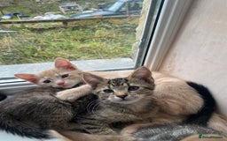 Maine Coon cats for sale: Beautiful Maine Coon X kittens  - Image 9