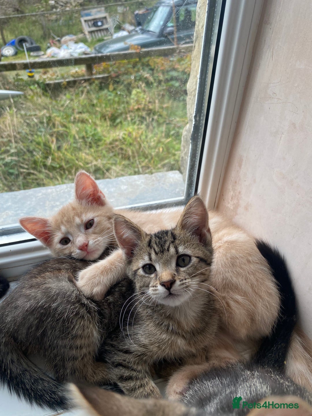 Maine Coon cats for sale: Beautiful Maine Coon X kittens  - Image 9