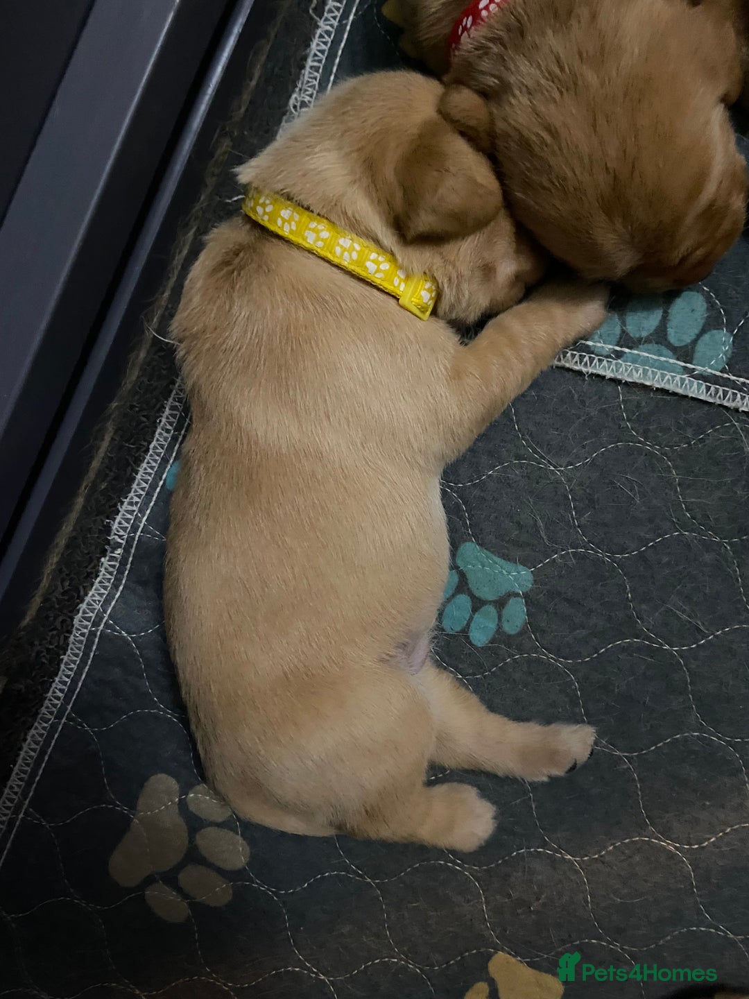 Labrador Retriever dogs for sale: Stunning fox-red labs 4boys left for sale  - Image 9