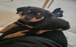Rottweiler dogs for sale: Gorgeous male Rottweiler puppy Reggie  - Image 6