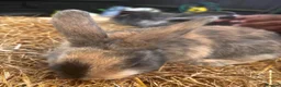 Mixed Breed rabbits for sale: Baby rabbits for sale in Sittingbourne - Advert 8