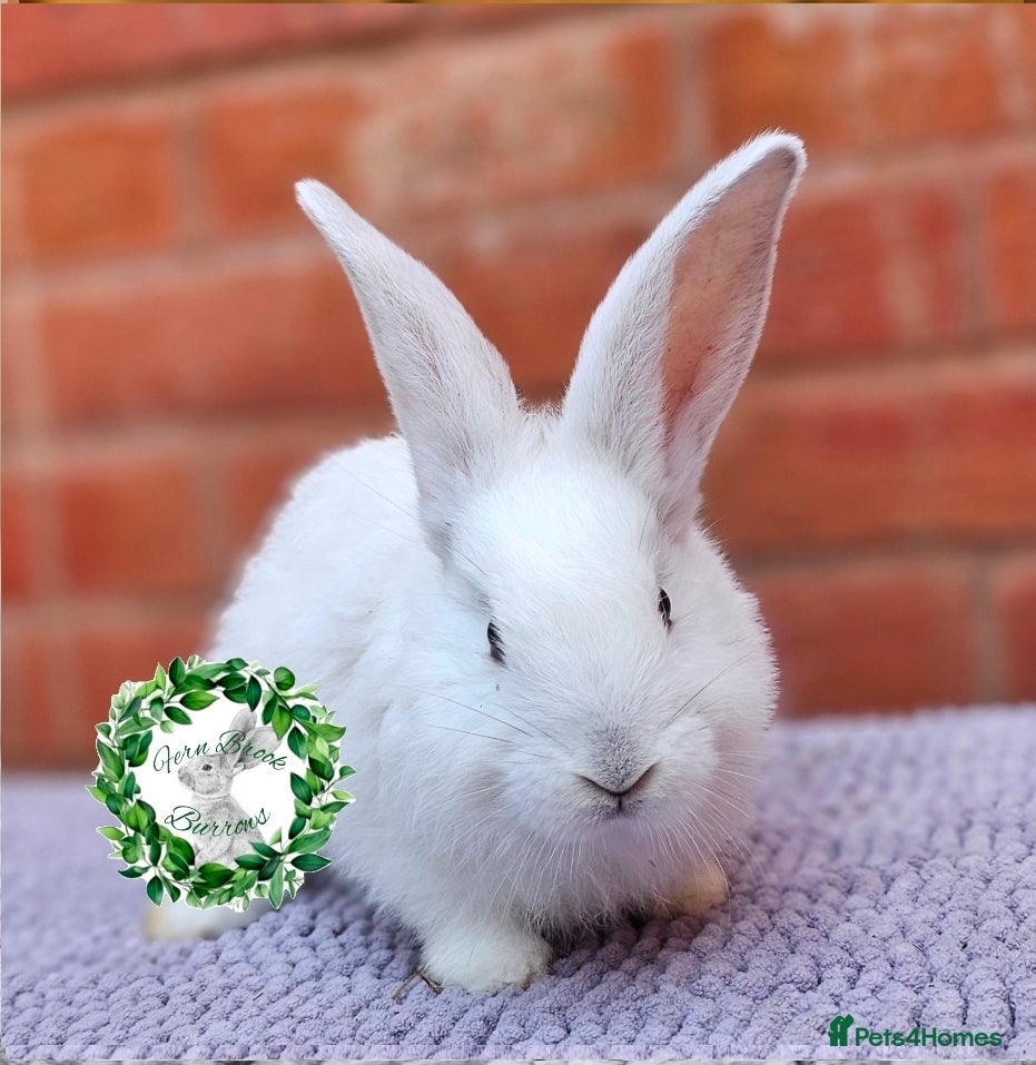 Continental Giant rabbits Purebred Continental Giants - Advert 13