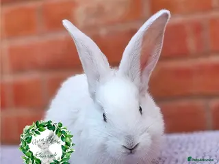 Continental Giant rabbits Purebred Continental Giants - Advert 13