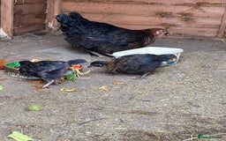 Chickens poultry for sale: 1 mother hen and 2 chickens for sale - Image 2