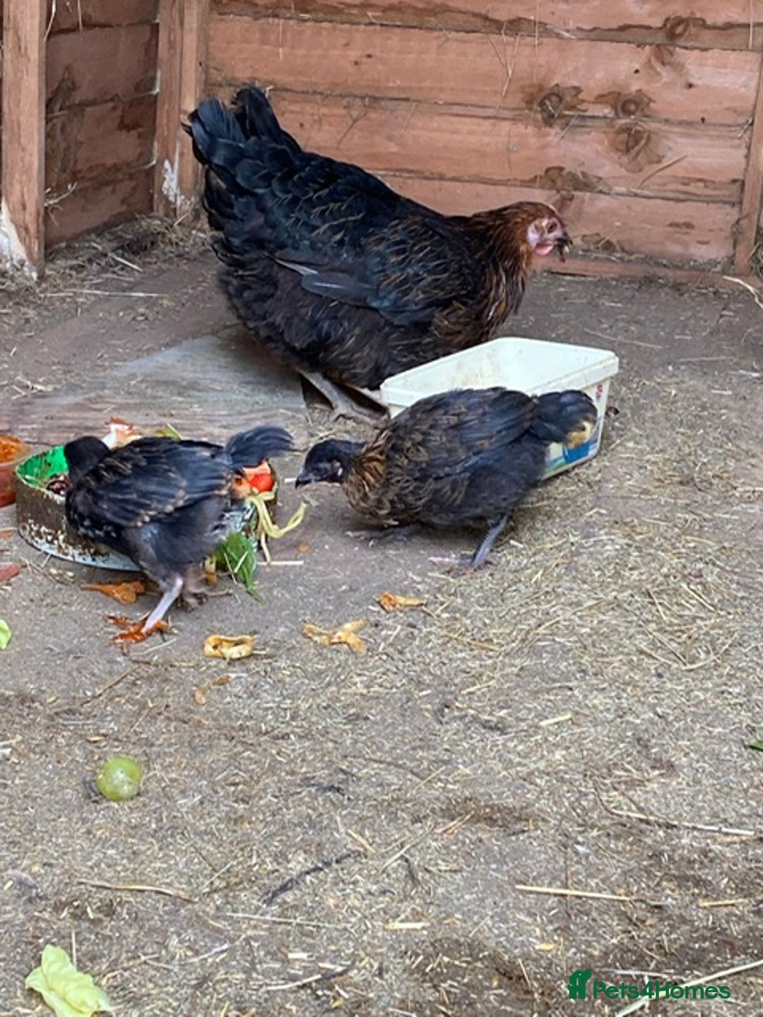Chickens poultry for sale: 1 mother hen and 2 chickens for sale - Image 2
