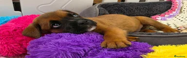 Mixed Breed 3
