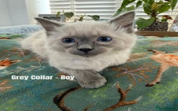 Ragdoll cats for sale: 4 cute fluffy Ragdoll Kittens - Advert 12