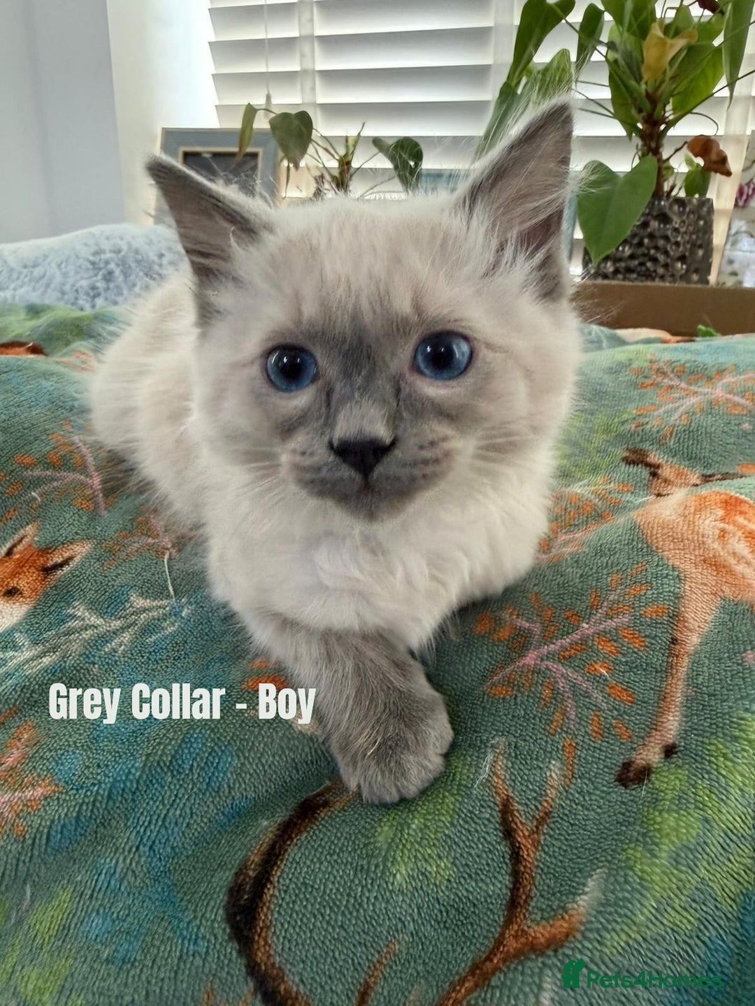 Ragdoll cats for sale: 4 cute fluffy Ragdoll Kittens - Advert 12