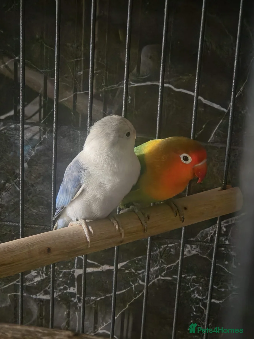 Lovebirds birds for sale: two bonded love birds  in Birmingham - Advert 4