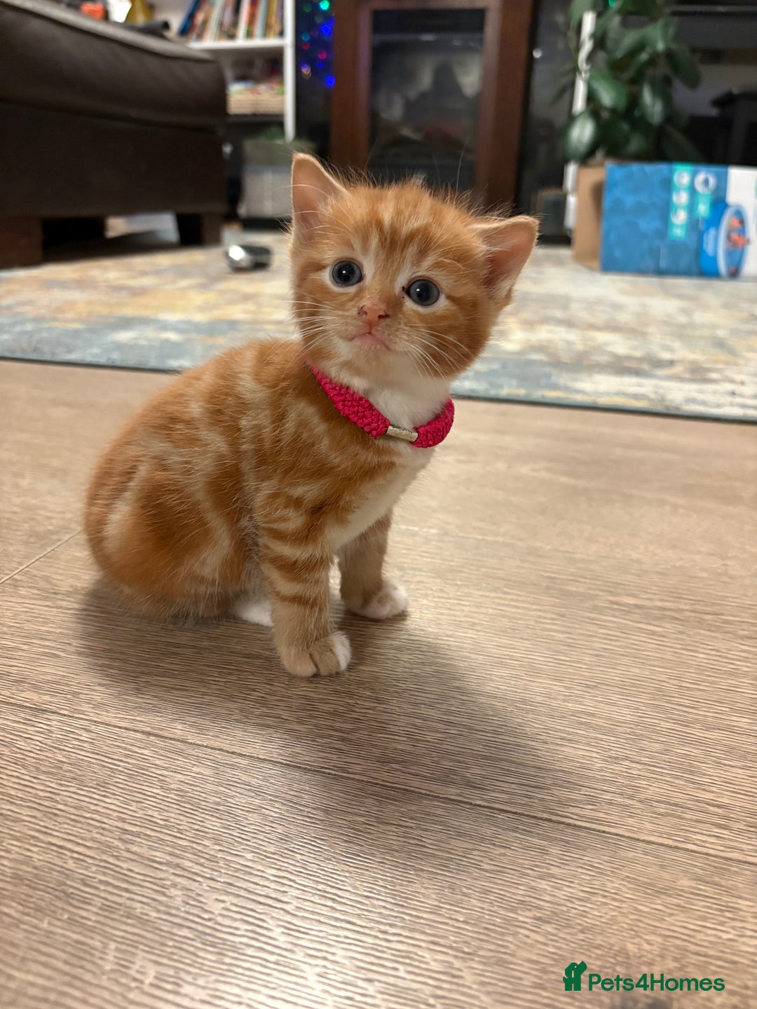 Mixed Breed cats for sale: Now Reserved Beautiful Ginger Male Kitten 4 weeks - Advert 1