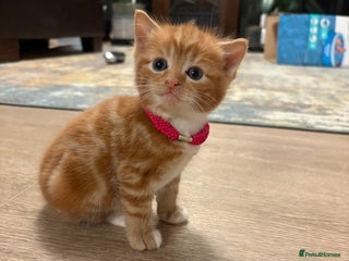 Mixed Breed cats Beautiful Ginger Male Kitten 4 weeks old - Advert 2