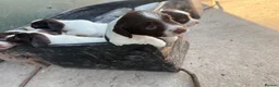English Springer Spaniel dogs for sale: English Springer Spaniel Puppies - Advert 5