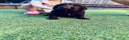 Cocker Spaniel dogs for sale: Working cocker spaniels for sale  - Advert 11