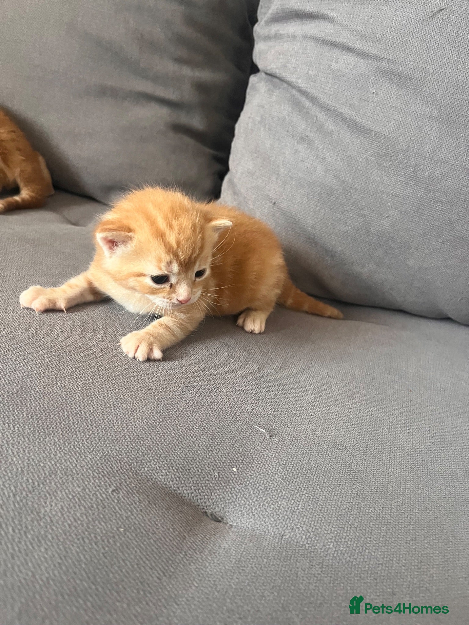 Mixed Breed cats Beautiful kittens for sale ,ready  end of July  - Advert 2