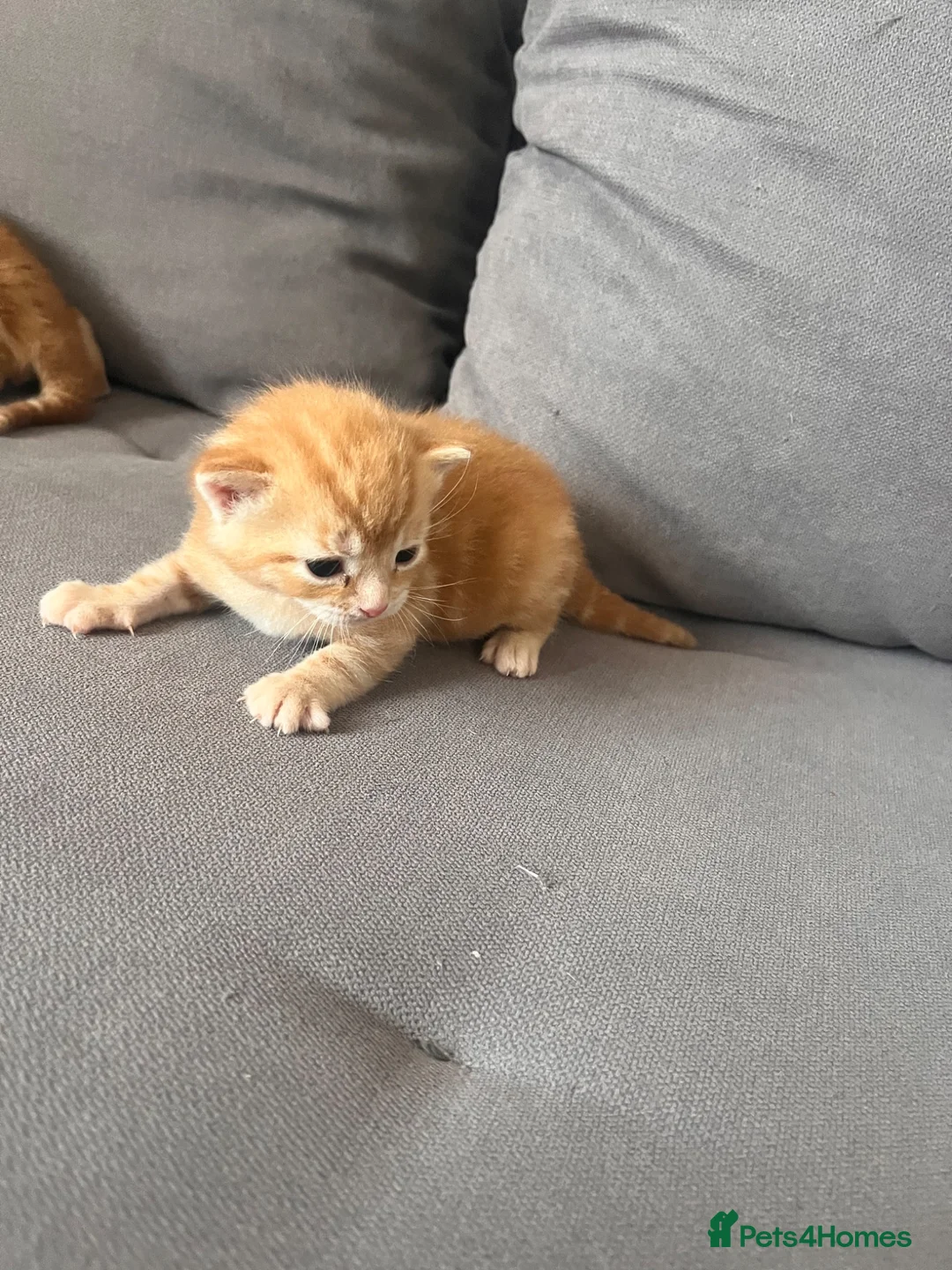 Mixed Breed cats for sale: Beautiful kittens for sale ,ready  end of July  - Advert 2